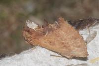 Ptilodon capucina