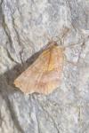 Selenia dentaria