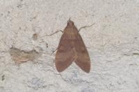 Uresiphita gilvata