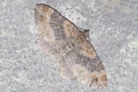 Xanthorhoe spadicearia/ferrugata