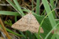 Isturgia murinaria