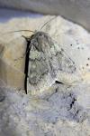 Euxoa culminicola