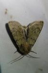 Euxoa culminicola
