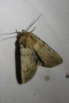 Euxoa culminicola