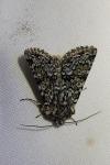 Hadena tephroleuca