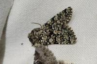Hadena tephroleuca