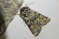 Hadena tephroleuca