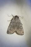 Xestia ashworthii candelarum