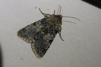 Hadena caesia caesia