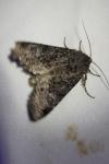 Apamea maillardi