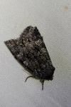 Papestra biren
