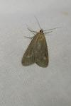 Udea uliginosalis