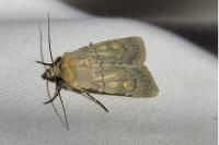 Euxoa decora simulatrix