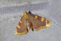Hypsopygia costalis