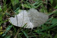 Scopula incanata