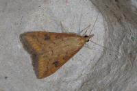 Udea ferrugalis