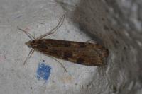 Nomophila noctuella