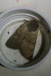 Rhyacia helvetina helvetina