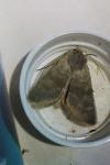 Rhyacia helvetina helvetina