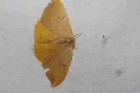 Watsonalla binaria