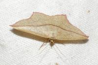 Timandra comae