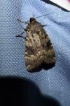 Amphipyra pyramidea