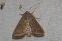 Hoplodrina ambigua