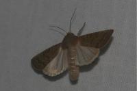 Hoplodrina ambigua
