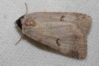Lygephila craccae