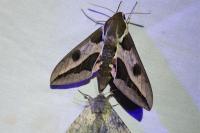 Hyles euphorbiae