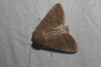 Hoplodrina ambigua