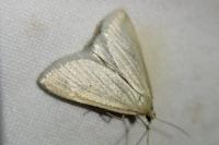 Udea austriacalis