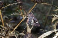 Trigonophora flammea