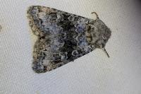 Hecatera bicolorata