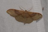 Idaea degeneraria