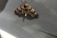 Epilobophora sabinata