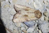 Apamea sublustris