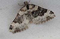 Epirrhoe galiata