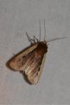Ochropleura plecta