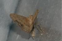 Idaea dimidiata