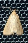 Achyra nudalis