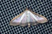 Cydalima perspectalis