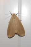 Collita griseola