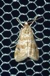 Hellula undalis