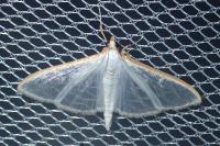 Palpita vitrealis