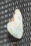 Cilix glaucata/hispanica