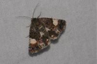 Tyta luctuosa