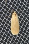 Wittia sororcula
