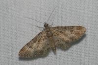 Gymnoscelis rufifasciata