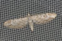Eupithecia extraversaria